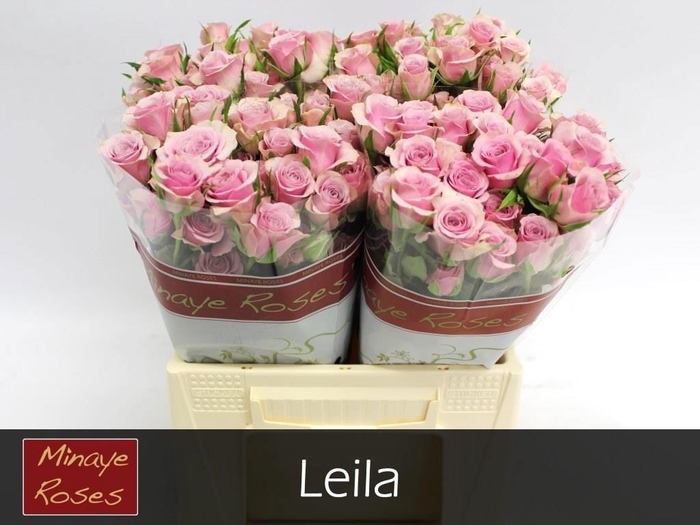 <h4>R TR LEILA</h4>