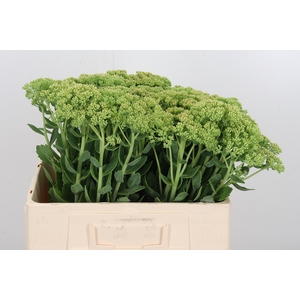 Sedum Spectabile