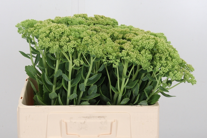 <h4>Sedum Spectabile</h4>