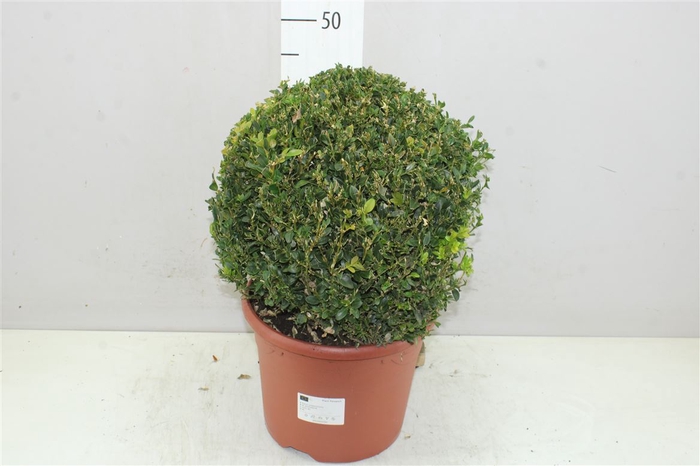 <h4>Buxus Semp Bol 40cm</h4>