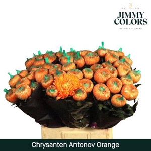 Chr G Antonov Orange