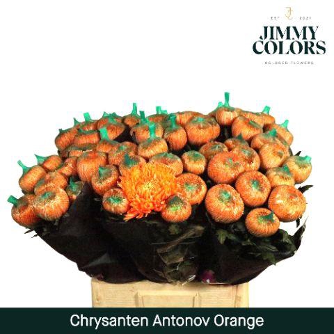 <h4>Chr G Antonov Orange</h4>