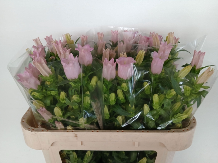 <h4>CAMP M PEARL PINK</h4>