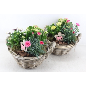 arr4 Outdoor MB - Basket lily kl. Los