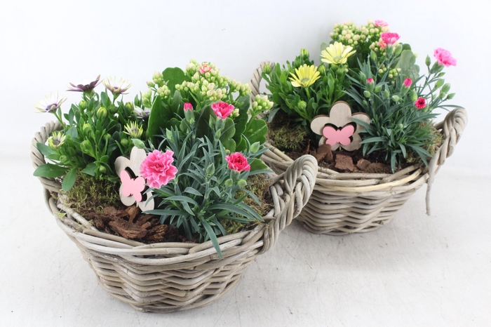 <h4>arr4 Outdoor MB - Basket lily kl. Los</h4>