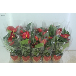 ANTHURIUM RED SUCCESS P12