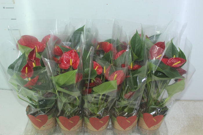 <h4>ANTHURIUM RED SUCCESS P12</h4>