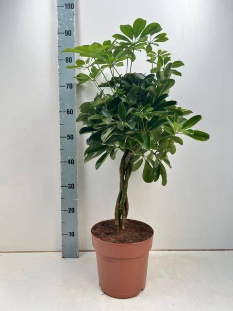 <h4>SCHEF AR NORA</h4>