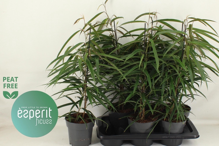 <h4>FIC BIN ALII</h4>