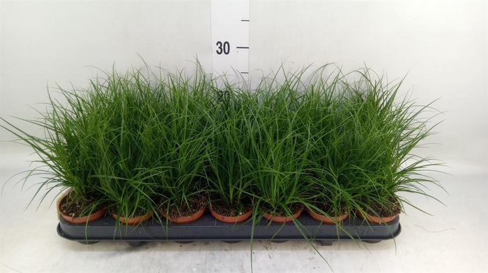 <h4>Carex brunnea</h4>