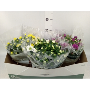 Chrysanthemum   ..mix 5