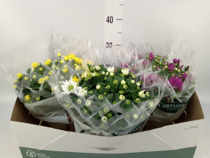 <h4>Chrysanthemum   ..mix 5</h4>