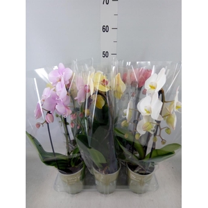 Phalaenopsis  'Elegant Cascade'