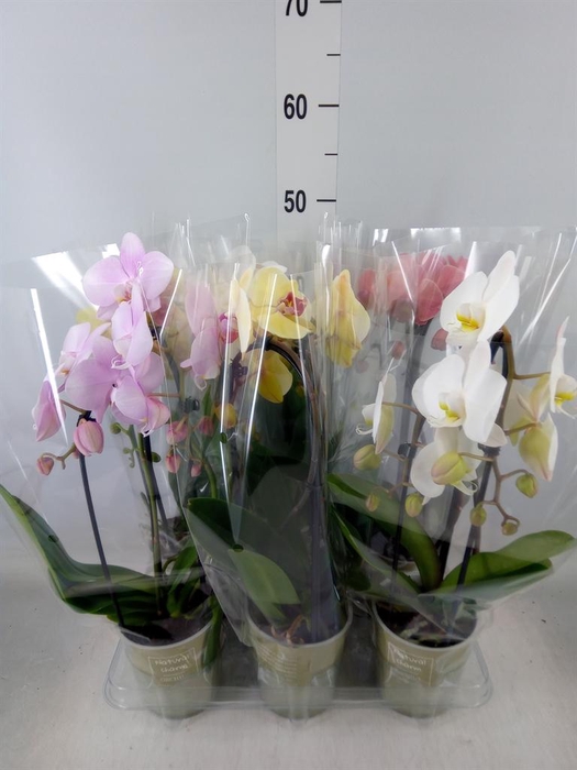 <h4>Phalaenopsis  'Elegant Cascade'</h4>