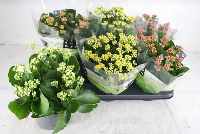 <h4>KAL GE GEM 4 KL</h4>