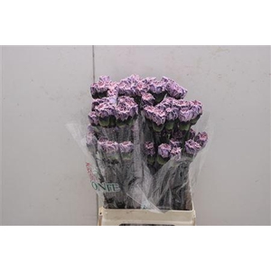 Di St Tinted Molly Grey