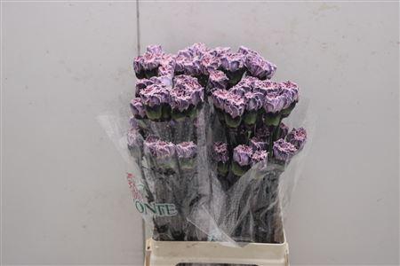 <h4>Di St Tinted Molly Grey</h4>