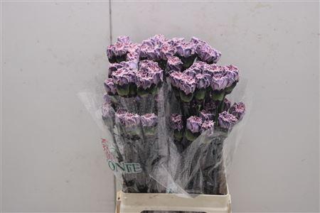 <h4>Di St Tinted Molly Grey</h4>