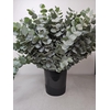 EUC CINEREA PER STEEL -PT-