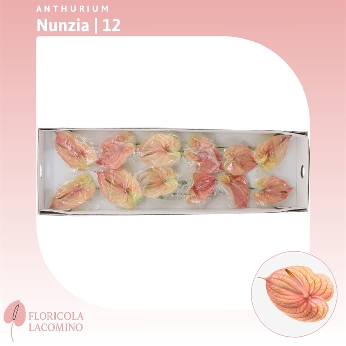 <h4>Anthurium Nunzia</h4>