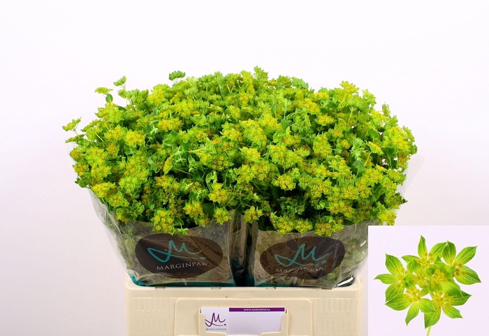 <h4>Bupleurum Rotundifol 60cm</h4>