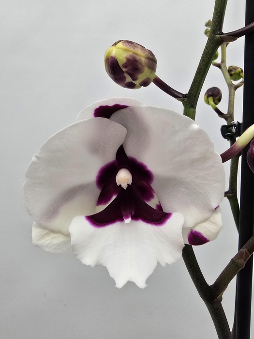 <h4>Limited 13 week 19</h4>