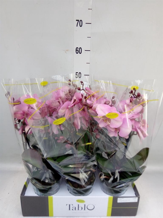 <h4>Phalaenopsis   ...rose</h4>