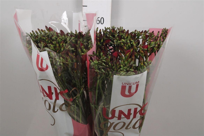 <h4>Fr En Red Passion</h4>