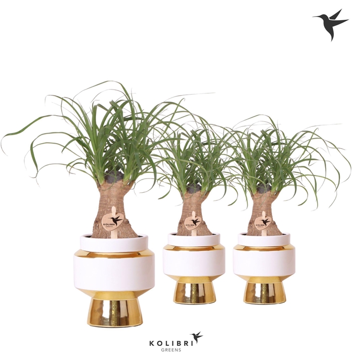 <h4>Kolibri Greens Beaucarnea in Le Chic pot gold</h4>