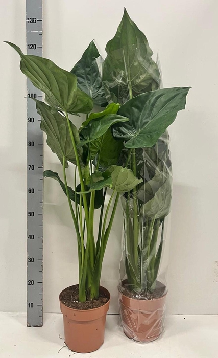 <h4>ALOC CUCULLATA</h4>