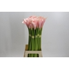 Zantedeschia Eydolls Salmon