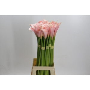 Zantedeschia Eydolls Salmon