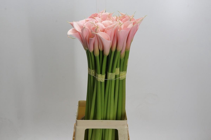 Zantedeschia Eydolls Salmon