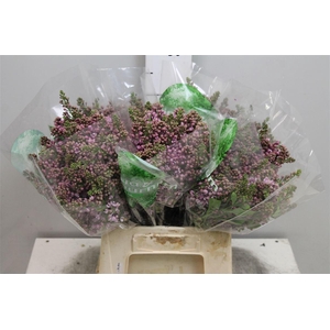 Syr V Dark Koster 4+