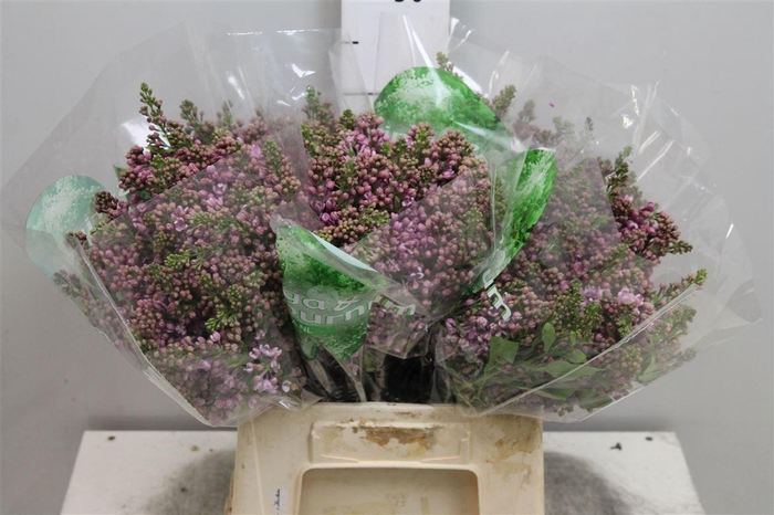 <h4>Syr V Dark Koster 4+</h4>