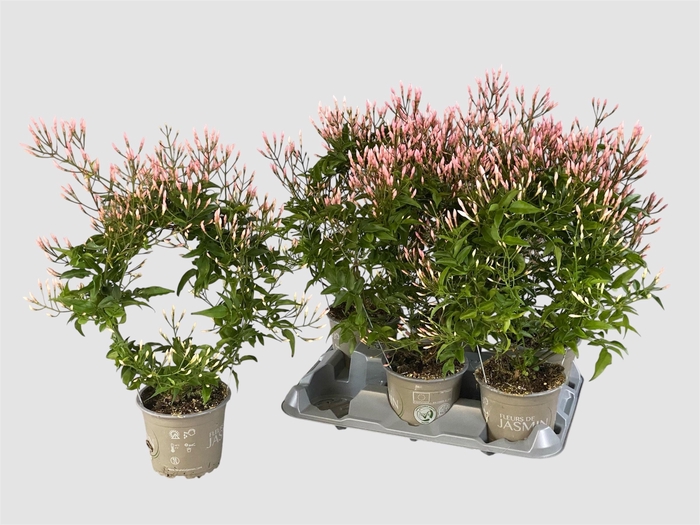 <h4>JASM POLYANTHUM WIT</h4>