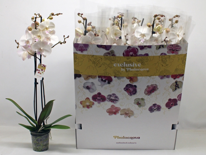 <h4>PHAL AN MAN MINDORO</h4>