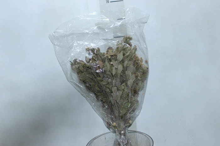 PLANTA SECA ALECRIN BEGE 50CM