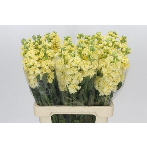 MATTH IRON YELLOW