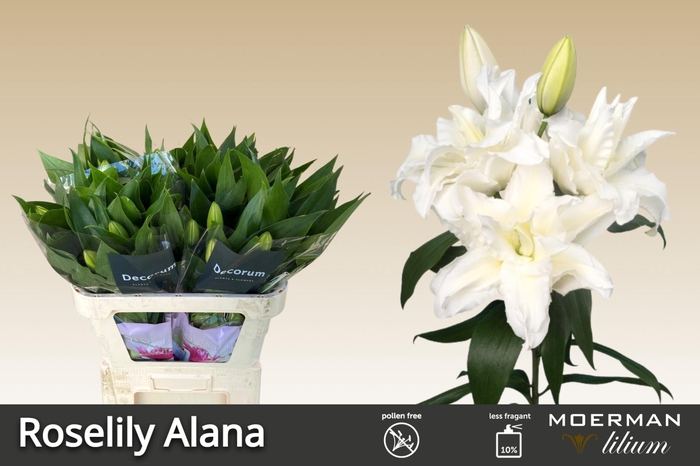 <h4>LI OR DU RL ALANA</h4>