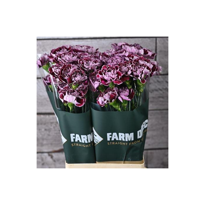 <h4>Di St Minerva</h4>