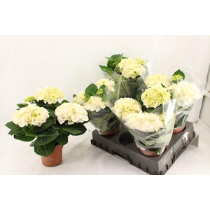 .Hydrangea macr hi ice
