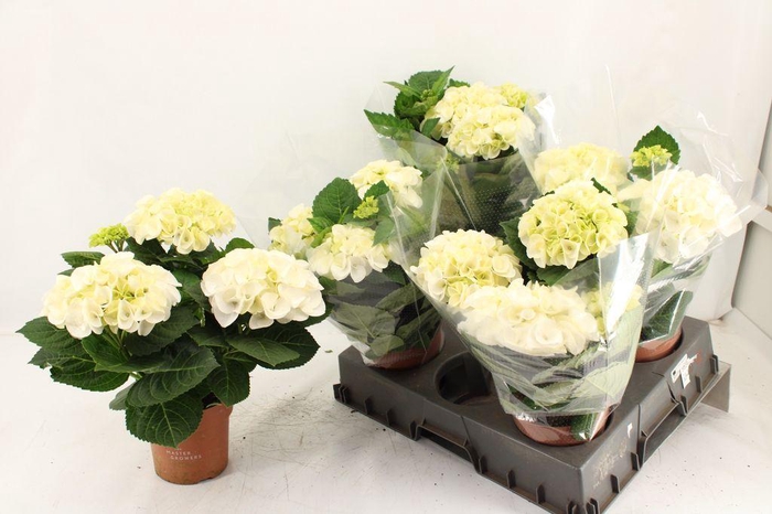 <h4>.Hydrangea macr hi ice</h4>