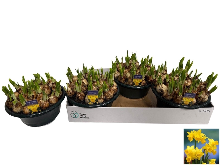 arr8 Narc O Tete A Tete