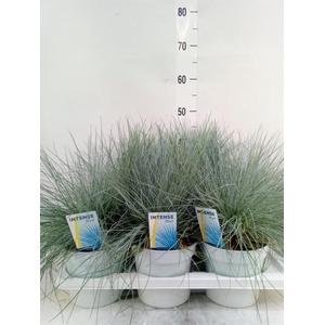 Festuca glauca 'Intens Blue'