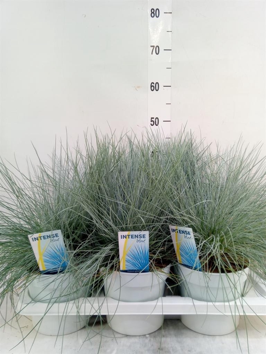 <h4>Festuca glauca 'Intens Blue'</h4>