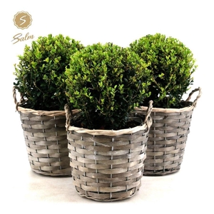 Ilex crenata 'Jenny'® Ball Ø20cm P17 in Basket