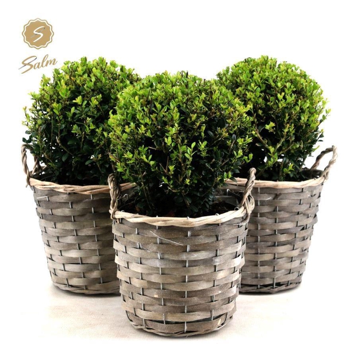<h4>Ilex crenata 'Jenny'® Ball Ø20cm P17 in Basket</h4>