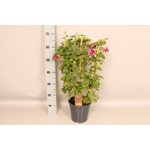 Lofos Wine Red 19cm Rek