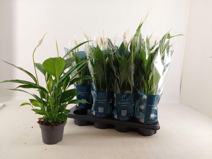 <h4>SPATH STRAUSS</h4>